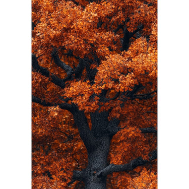 Autumn Leaves Oil canvas